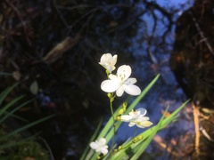 Libertia paniculata