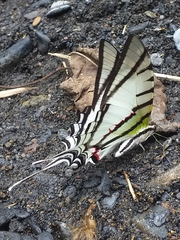 Protesilaus protesilaus