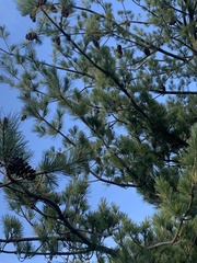 Pinus armandi