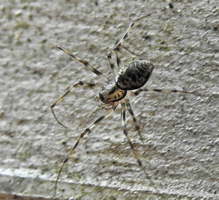 Drapetisca alteranda