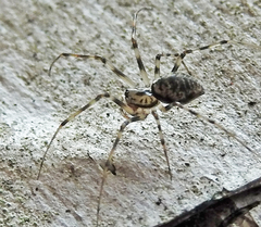 Drapetisca alteranda