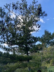 Pinus armandi