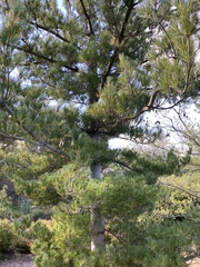 Pinus armandi