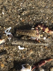 Pectinariidae