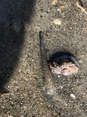 Pectinariidae