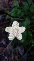 Parnassia asarifolia