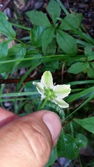 Parnassia asarifolia