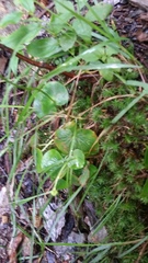Parnassia asarifolia