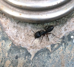 Camponotus compressus
