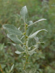 Salix eastwoodiae