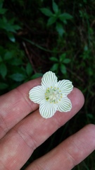 Parnassia asarifolia
