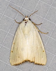Xanthodes amata