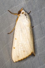 Xanthodes amata
