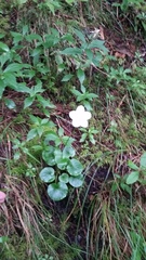 Parnassia asarifolia