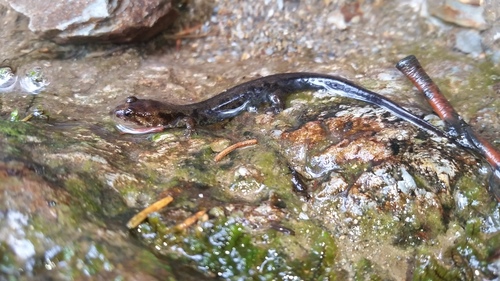 Desmognathus adatsihi