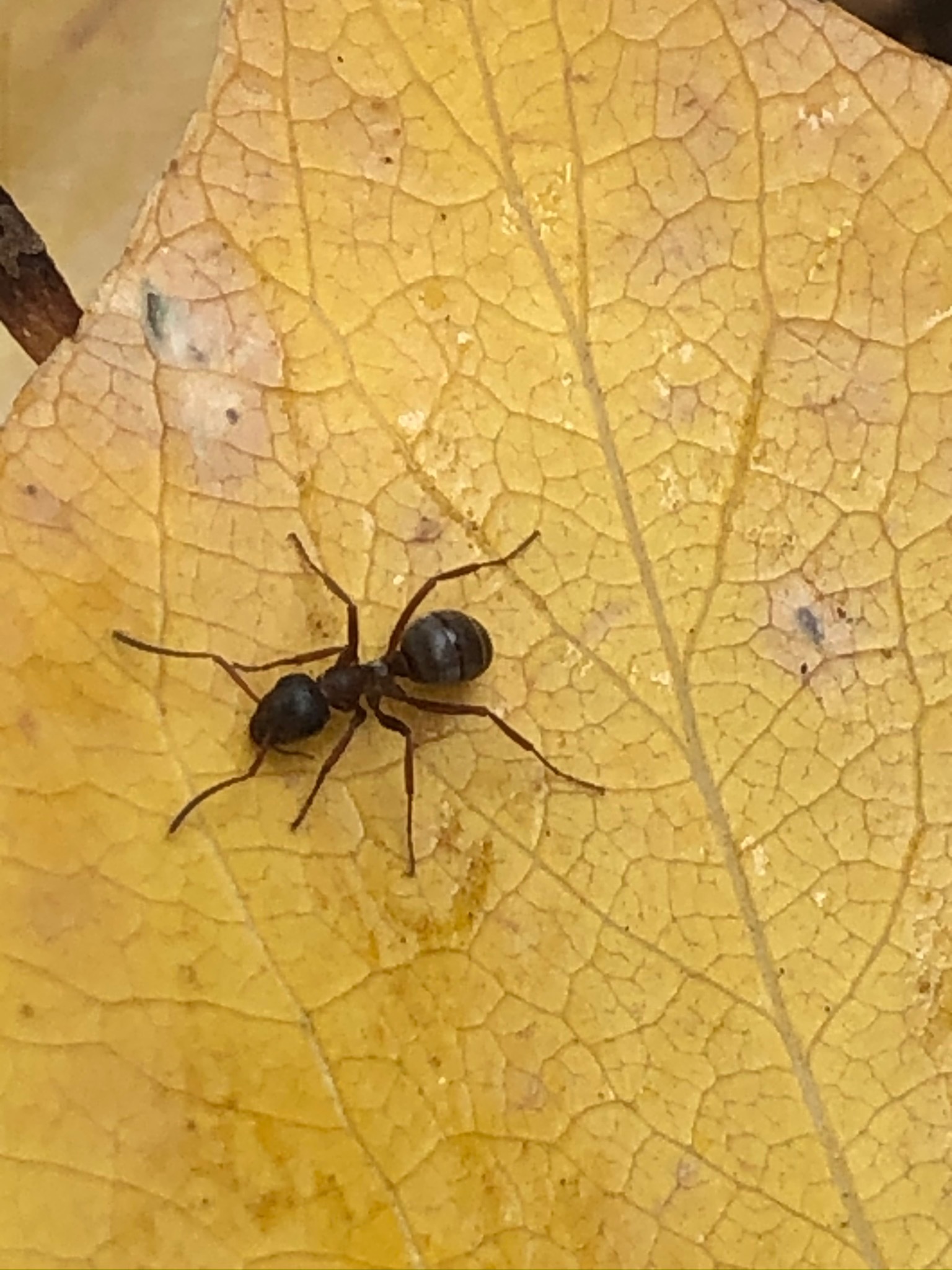 Formica montana
