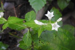Spigelia humboldtiana