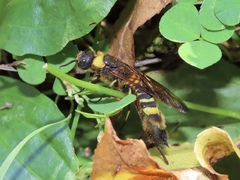 Eriotremex formosanus