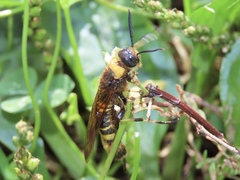 Eriotremex formosanus