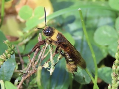 Eriotremex formosanus