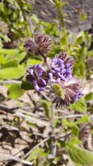 Phacelia brachyantha