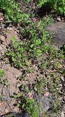 Phacelia brachyantha