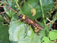 Eriotremex formosanus
