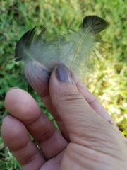 Corvus brachyrhynchos