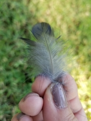 Corvus brachyrhynchos