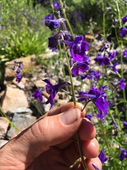 Delphinium polycladon