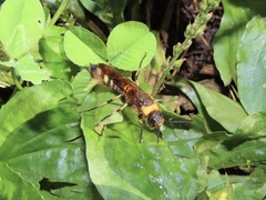 Eriotremex formosanus