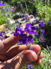 Delphinium polycladon