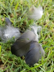 Corvus brachyrhynchos