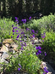 Delphinium polycladon