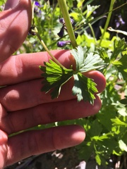 Delphinium polycladon