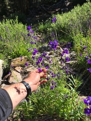 Delphinium polycladon