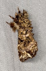 Callopistria rivularis