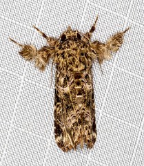 Callopistria rivularis