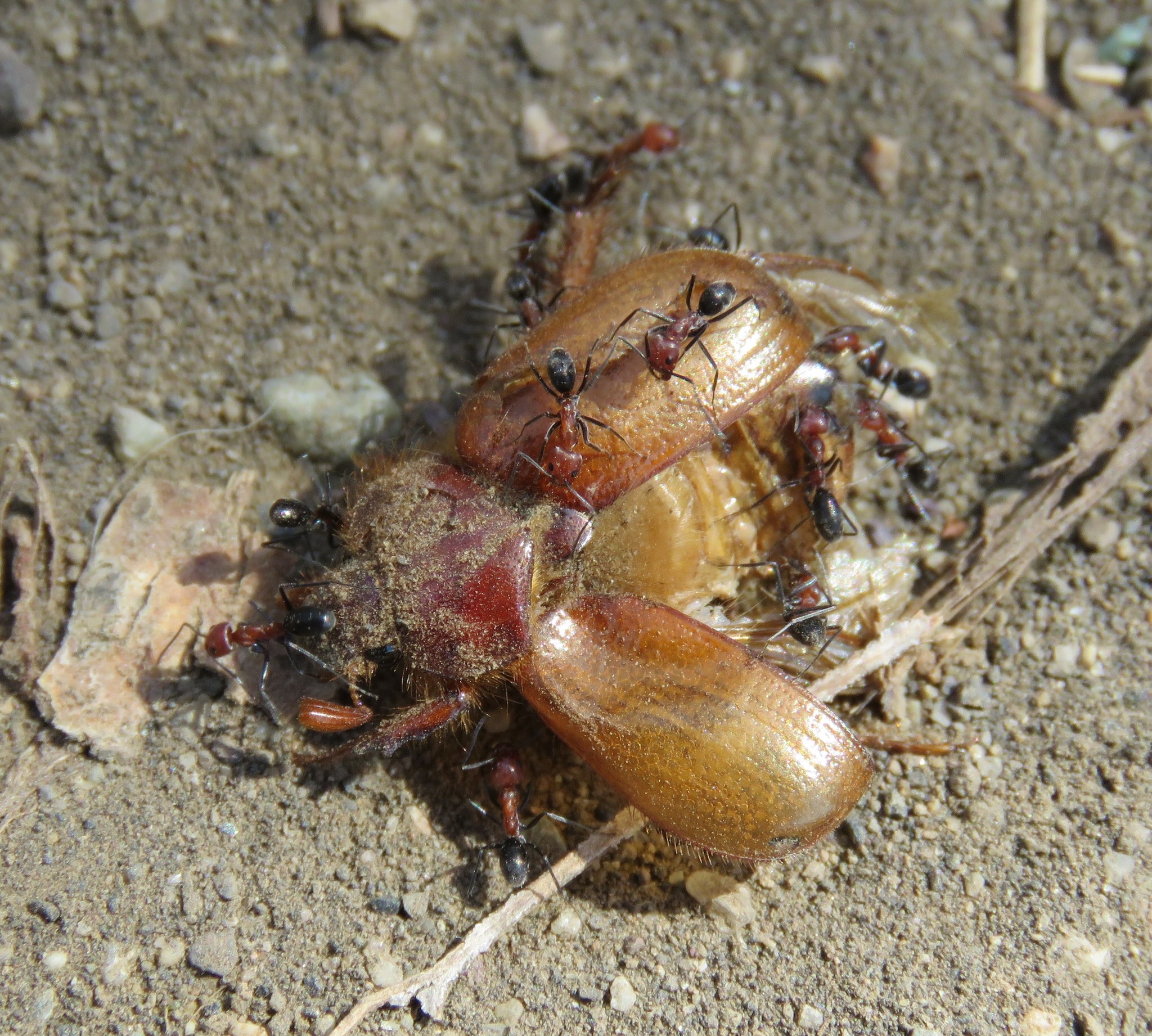 Dorymyrmex tener