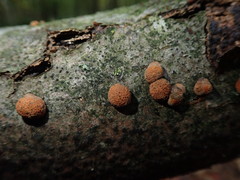 (c) agujaceratops, some rights reserved (CC BY) Beech Woodwart