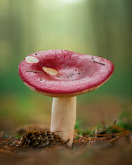 Russula nitida