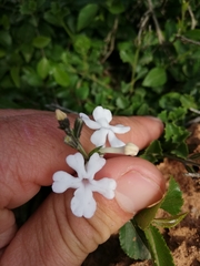 Chascanum cuneifolium