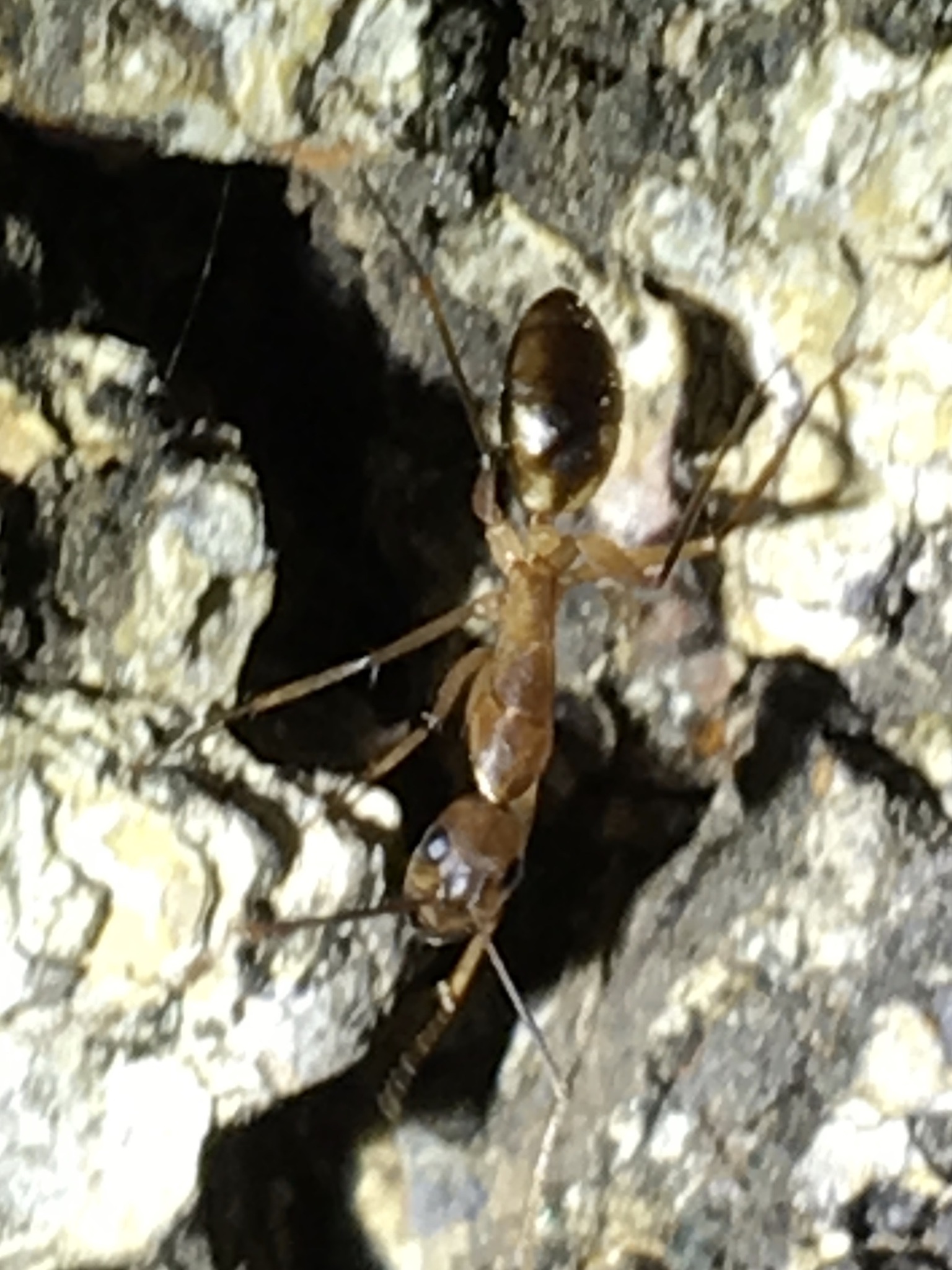 Camponotus maculatus