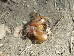 Aulacopalpus pilicollis