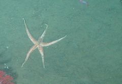 Benthopectinidae
