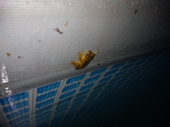 Dendropsophus bogerti