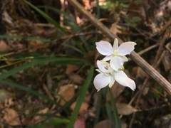 Libertia paniculata