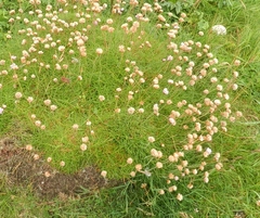 Armeria maritima maritima
