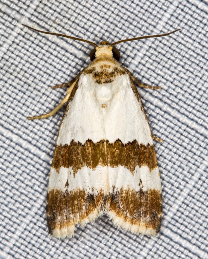 Maliattha ritsemae