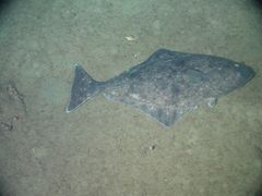 Hippoglossus stenolepis